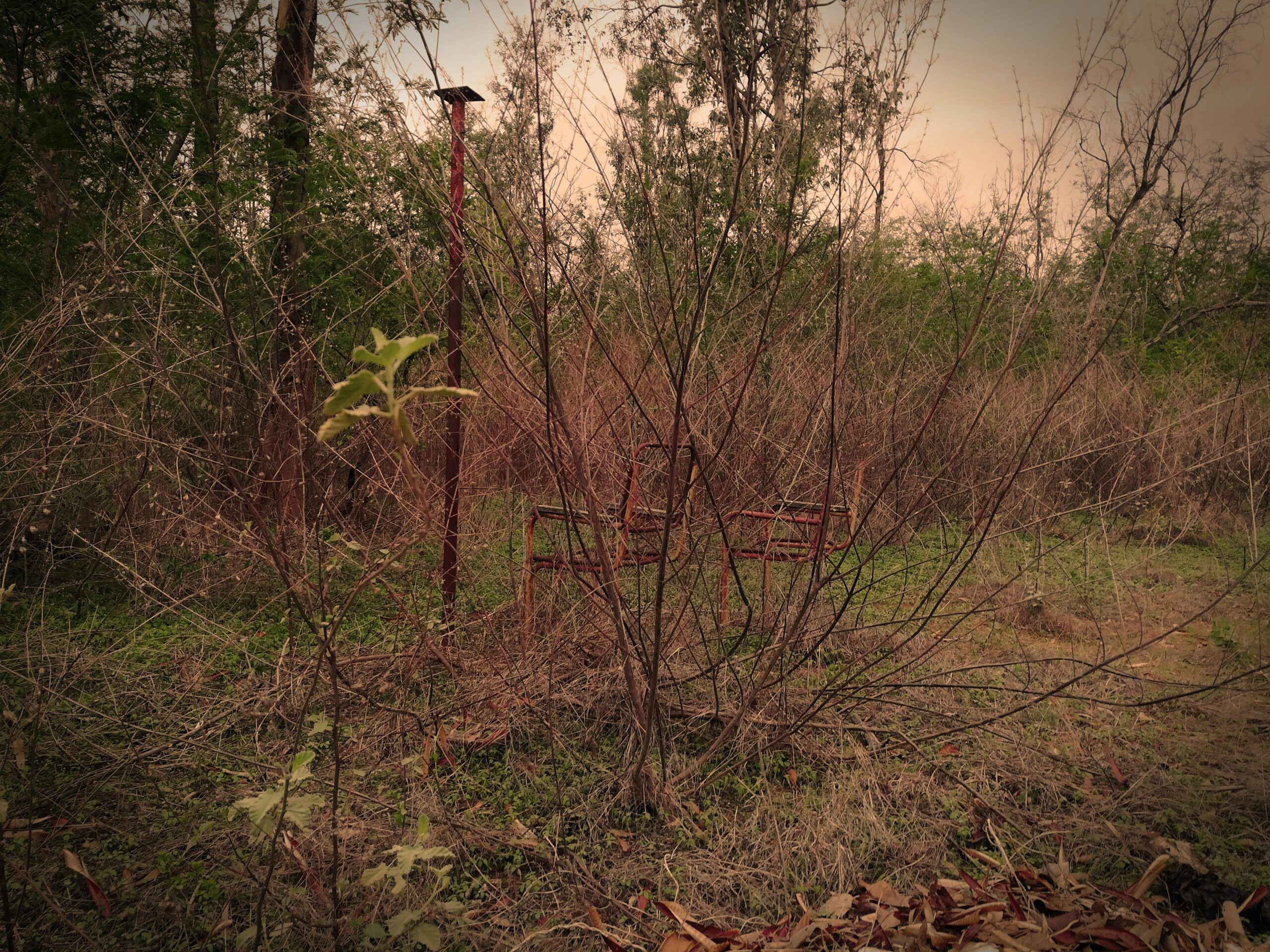 Rusty chairs in a dry, overgrown forest at sunset, capturing a sense of decay and isolation.